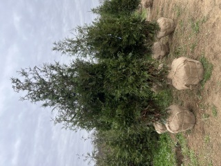 Green Giant Arborvitae Wrapped at nursery