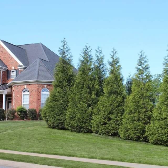 Thuja green giant arborvitae hedge row blocking view of yard from street