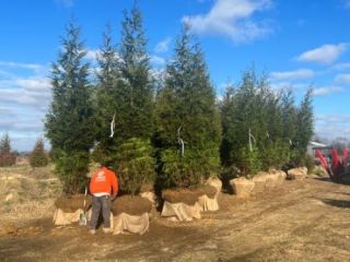 Mature Green Giants with burlap-wrapped root balls being prepared for planting