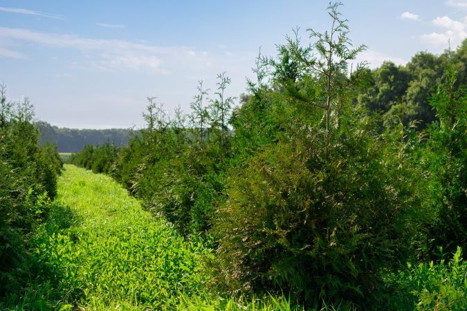 Rows of Thuja Green Giants in a field