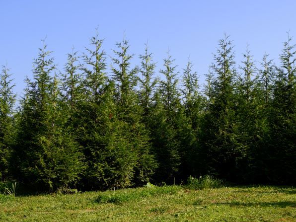 a row of Green Giant Arborvitae viewed from the side, totally blocking the view beyond