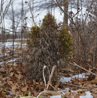 Winter Burn on Arborvitae Shrub