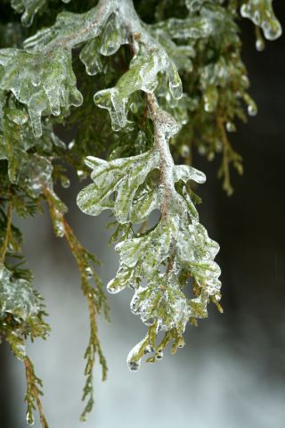 Ice on Tree Branches - Techniques for Protecting