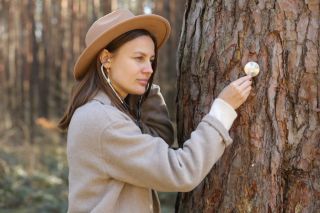 Young woman examining the bark of a pine tree with a stethoscope in a forest setting, representing expert tree health assessment in debunking tree care myths.