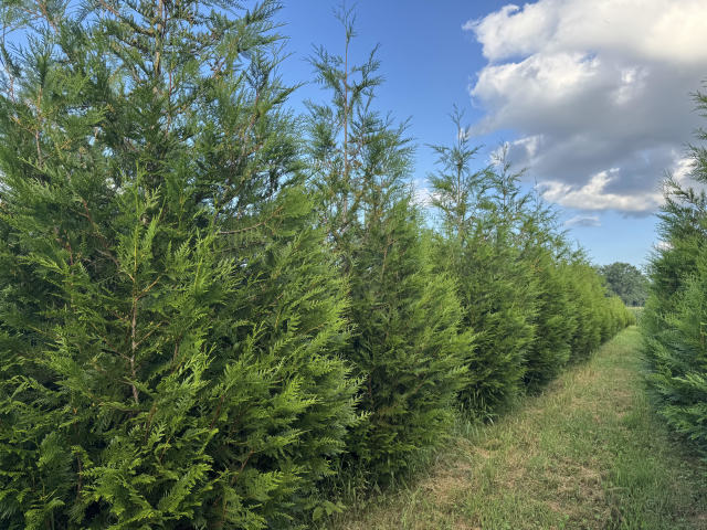 Lone thuja green giant arborvitae tree in field with distant deciduous tree line and blue sky