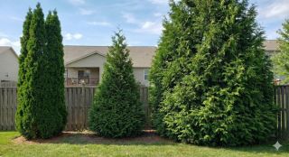 Comparison of American Pillar, Junior Giant, and Green Giant arborvitae
